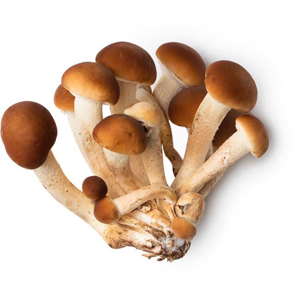 Piopinno Grain Spawn mushroom - Ready-to-Use for Mushroom Farming & Indoor Cultivation mushroom spawn