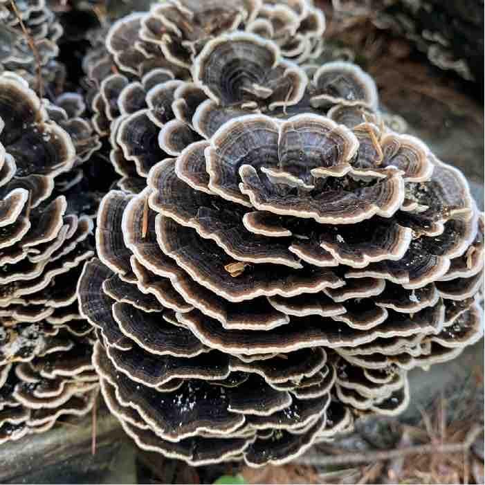 Fully Colonized Mushroom Spawn - Turkey Tail Strain for DIY Cultivation- Grow Mushrooms indoors