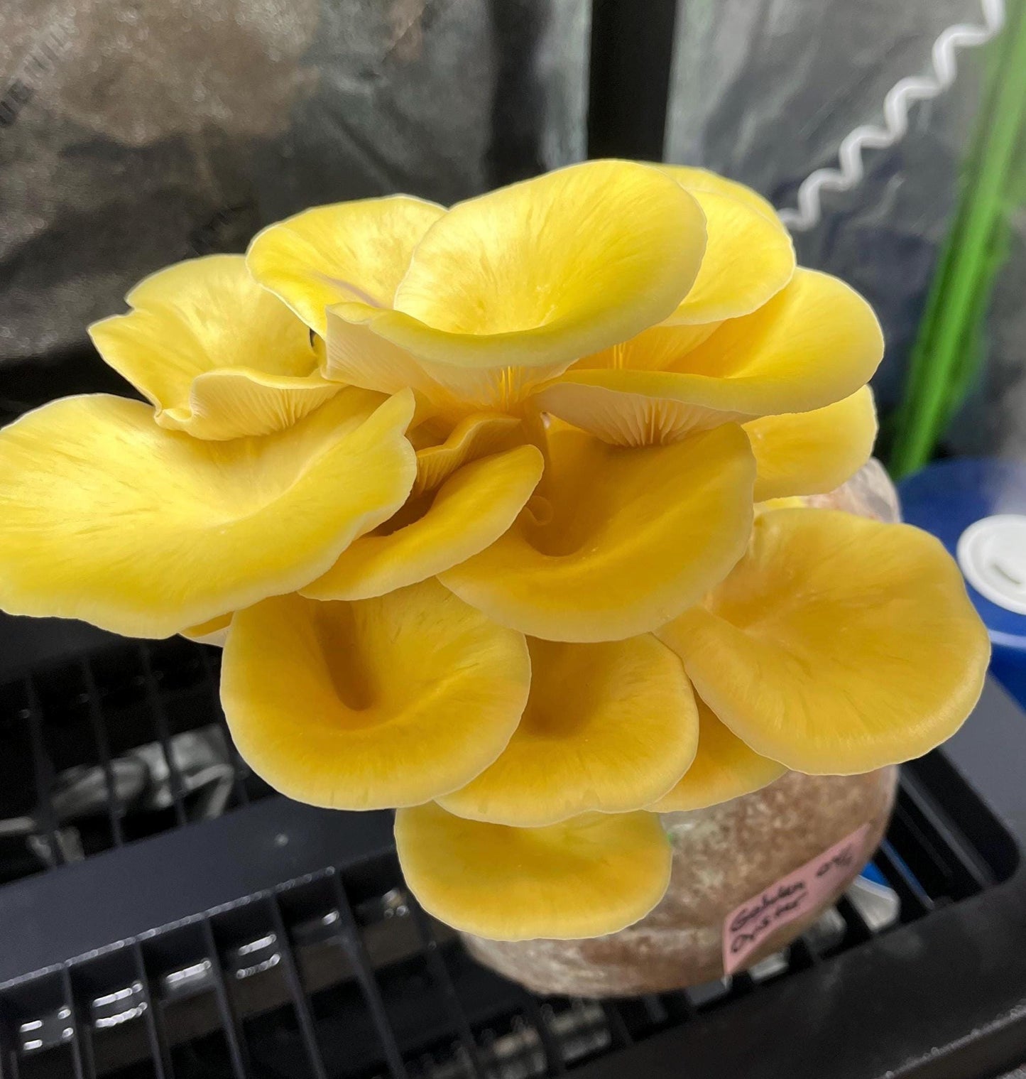 Organic Yellow Oyster Mushroom Liquid Culture for Grain Spawn Inoculation- Grow mushrooms indoors