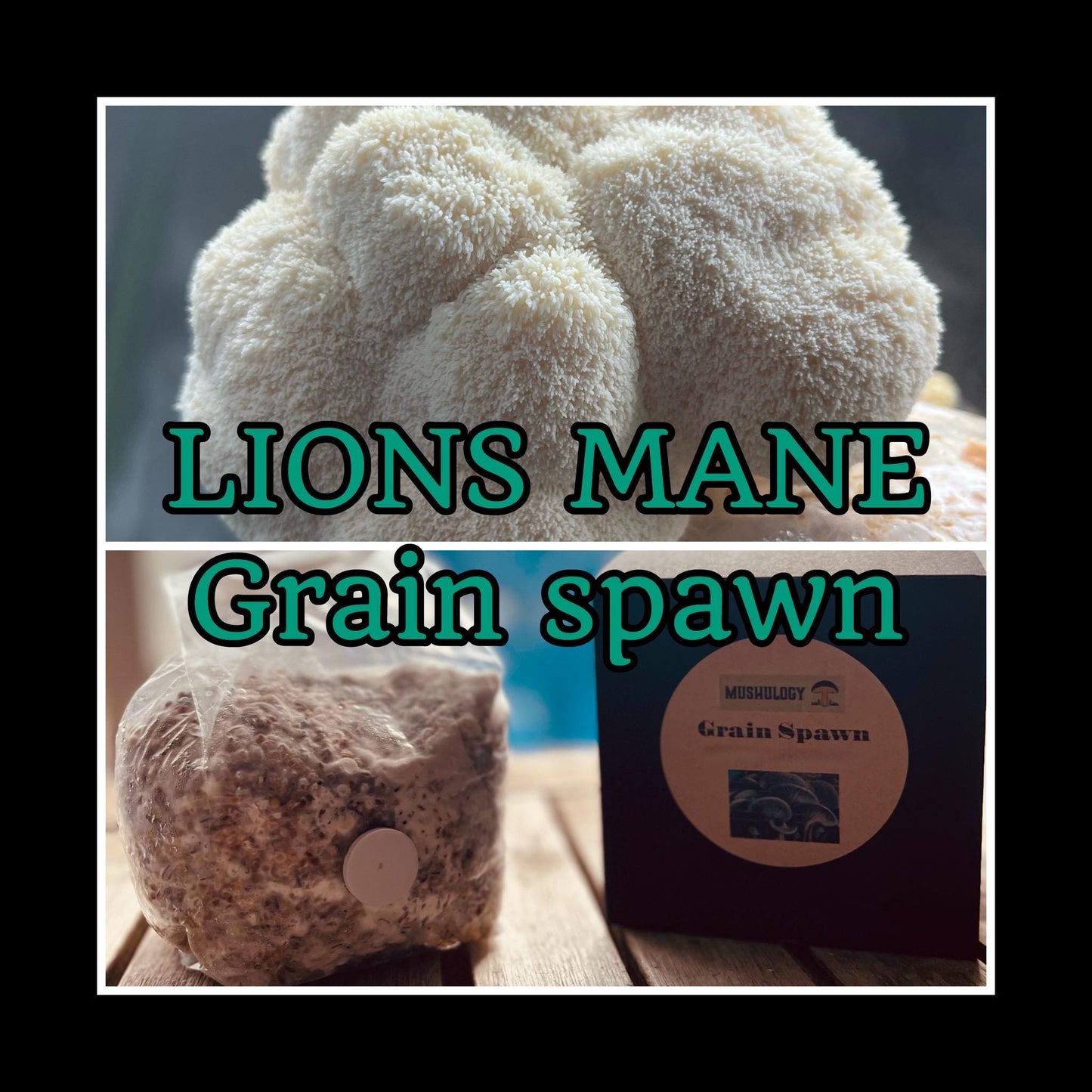 Lions mane Grain Spawn mushroom - Ready-to-Use for Mushroom Farming & Indoor Cultivation mushroom spawn