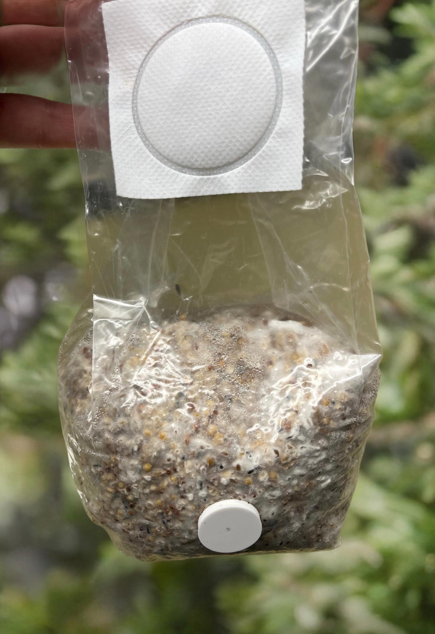 Chestnut Grain Spawn mushroom - Ready-to-Use for Mushroom Farming & Indoor Cultivation mushroom spawn