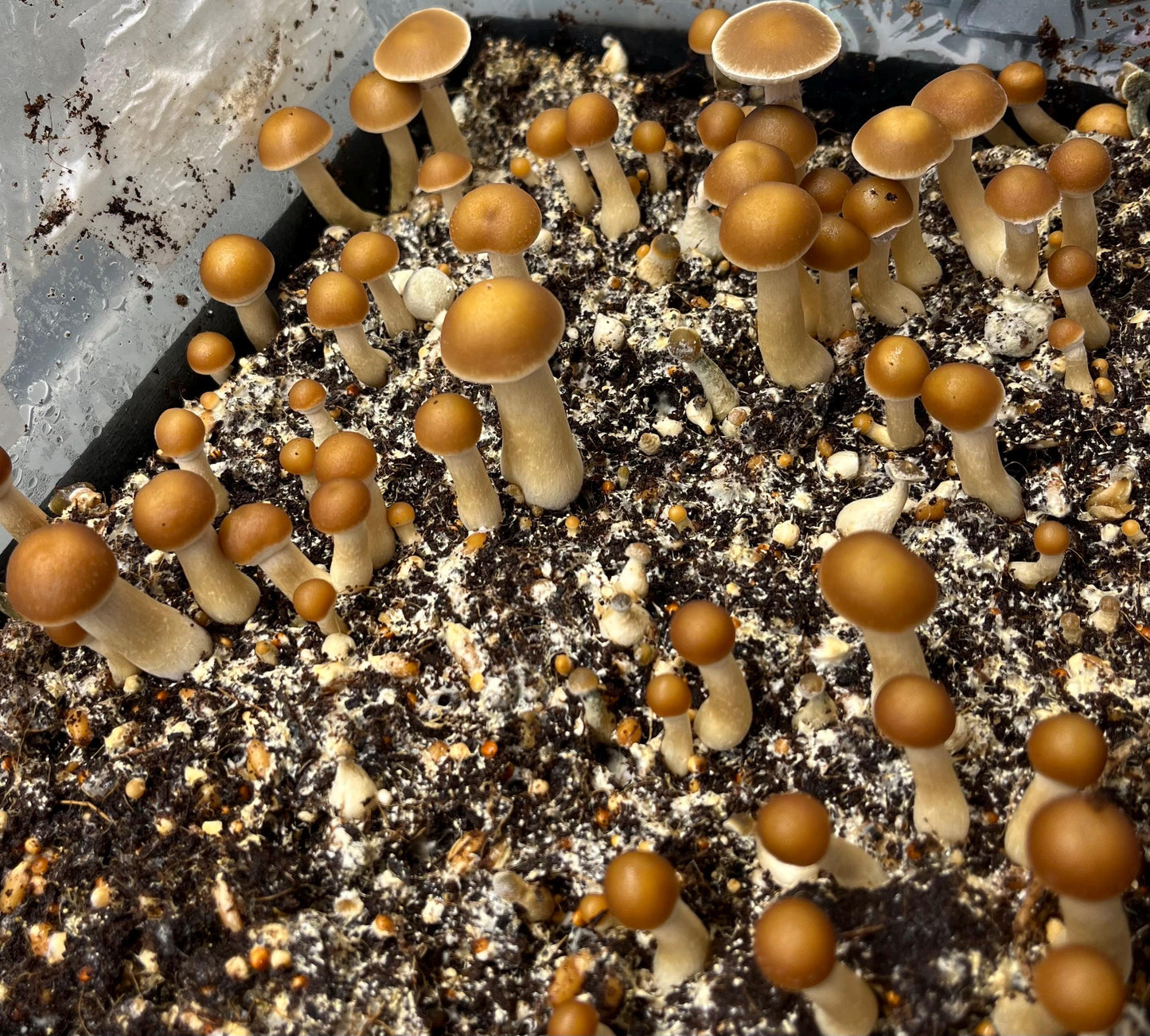 Handcrafted Monotub for Growing Mushrooms - Indoor Gardening Supplies