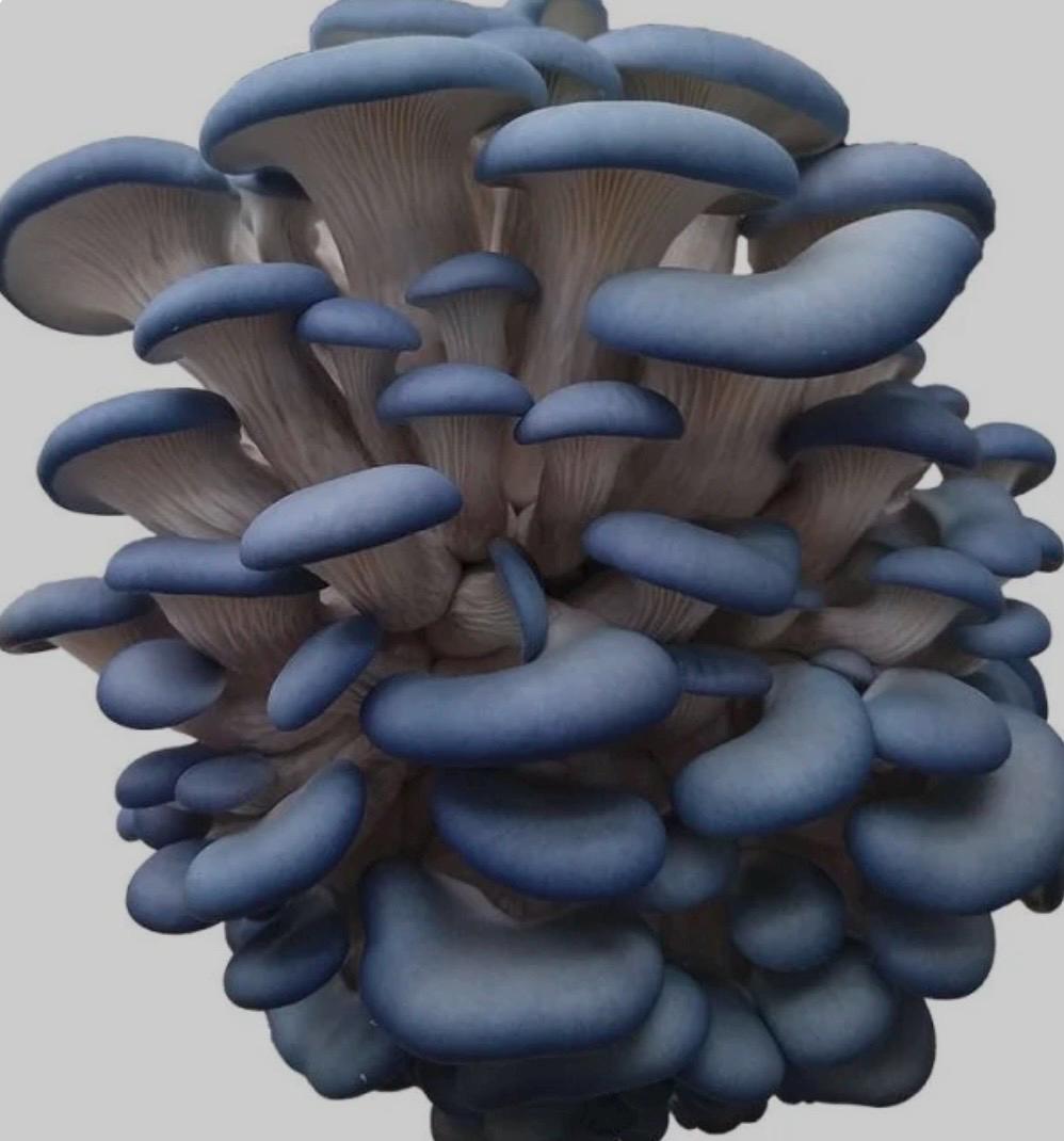 Organic Blue Oyster Mushroom Liquid Culture for Grain Spawn Inoculation- Grow mushrooms indoors