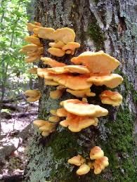 Fully Colonized Mushroom Spawn - Chicken of the Woods Strain for DIY Cultivation- Grow Mushrooms indoors or outdoors