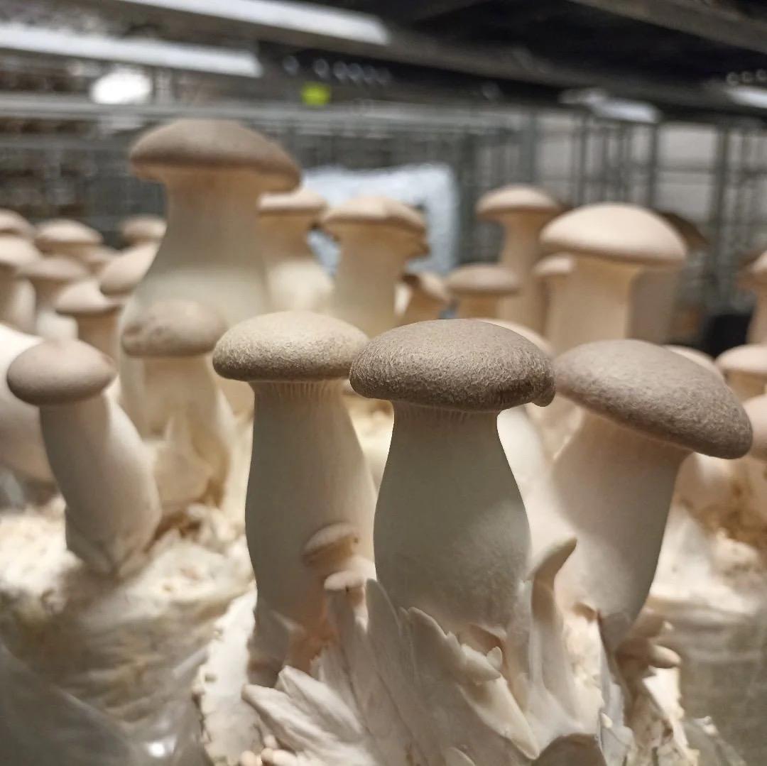 Log Inoculation Kit - 100 King Oyster Wood Plugs for Mushroom Cultivation . King oyster mushroom