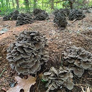 Maitake Grain Spawn mushroom - Ready-to-Use for Mushroom Farming & Indoor Cultivation mushroom spawn