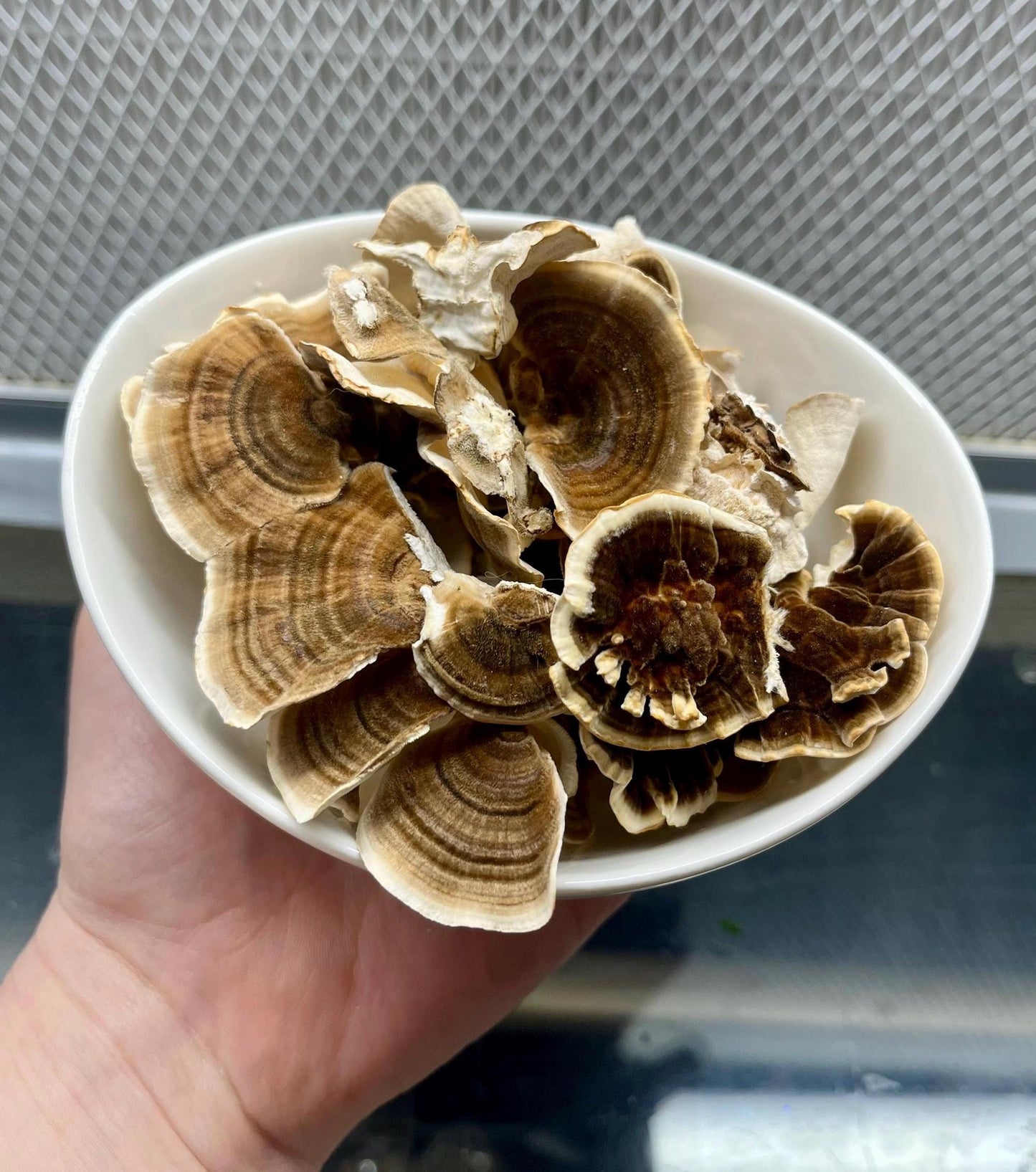 Organic Turkey Tail Mushroom Liquid Culture for Grain Spawn Inoculation- Grow mushrooms indoors