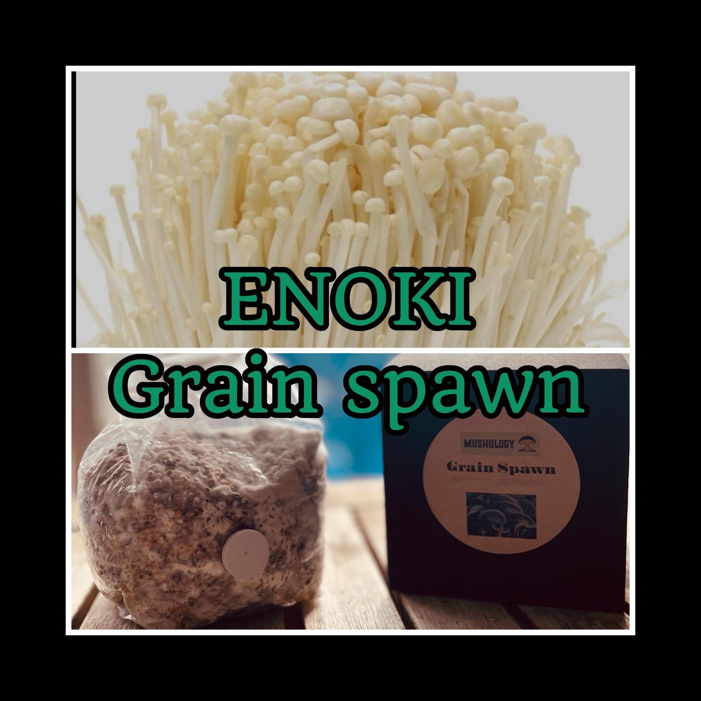 Organic White Enoki Grain Spawn for Mushroom Cultivation Easy Grow mushrooms at home