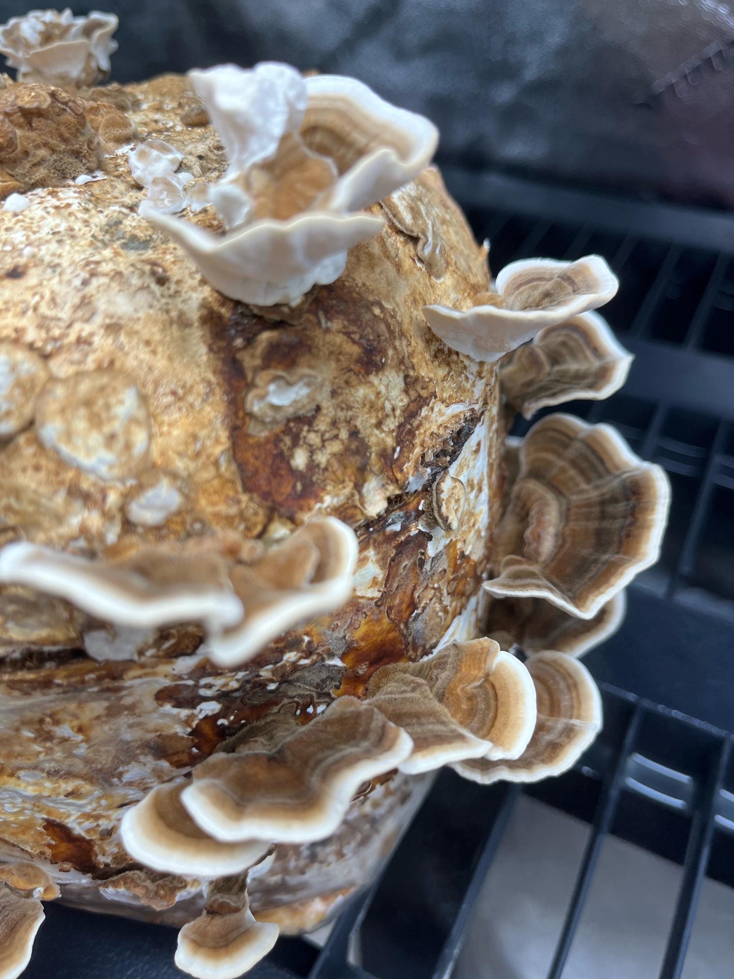 Fully Colonized Mushroom Spawn - Turkey Tail Strain for DIY Cultivation- Grow Mushrooms indoors