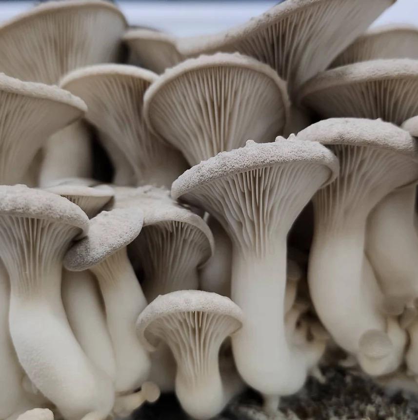 Organic King Oyster Mushroom Liquid Culture for Grain Spawn Inoculation- Grow mushrooms indoors