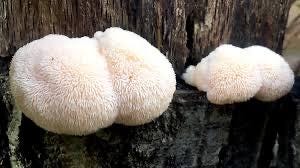 Lions Mane Wood Plugs - Mushroom Cultivation Supplies (100 Units)