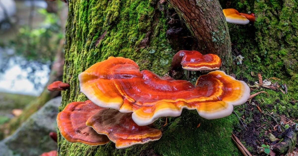 Organic reishi Mushroom Liquid Culture for Grain Spawn Inoculation- Grow mushrooms indoors