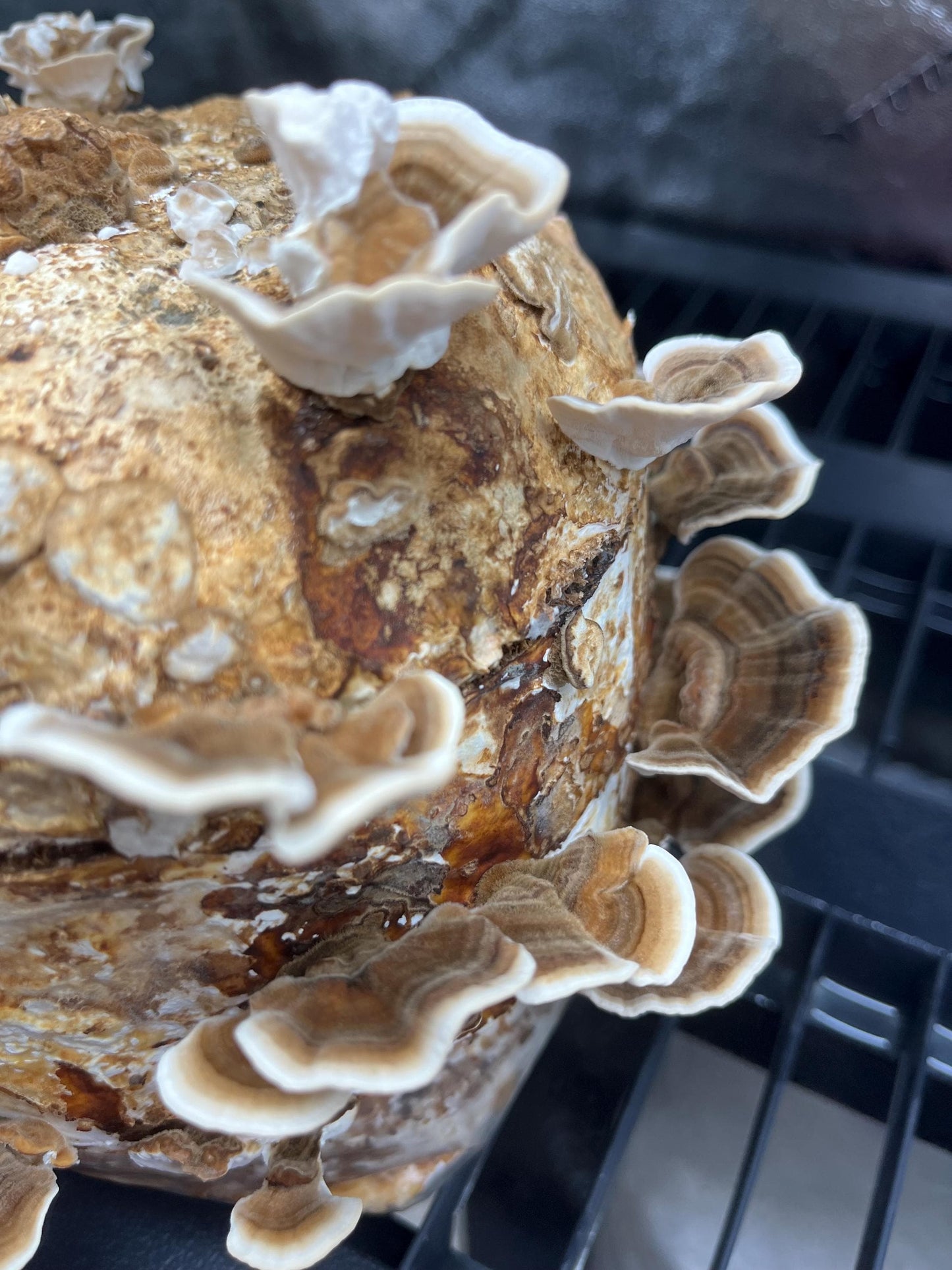 Organic Turkey Tail Mushroom Liquid Culture for Grain Spawn Inoculation- Grow mushrooms indoors