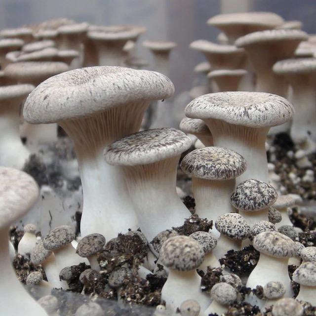 Log Inoculation Kit - 100 King Oyster Wood Plugs for Mushroom Cultivation . King oyster mushroom
