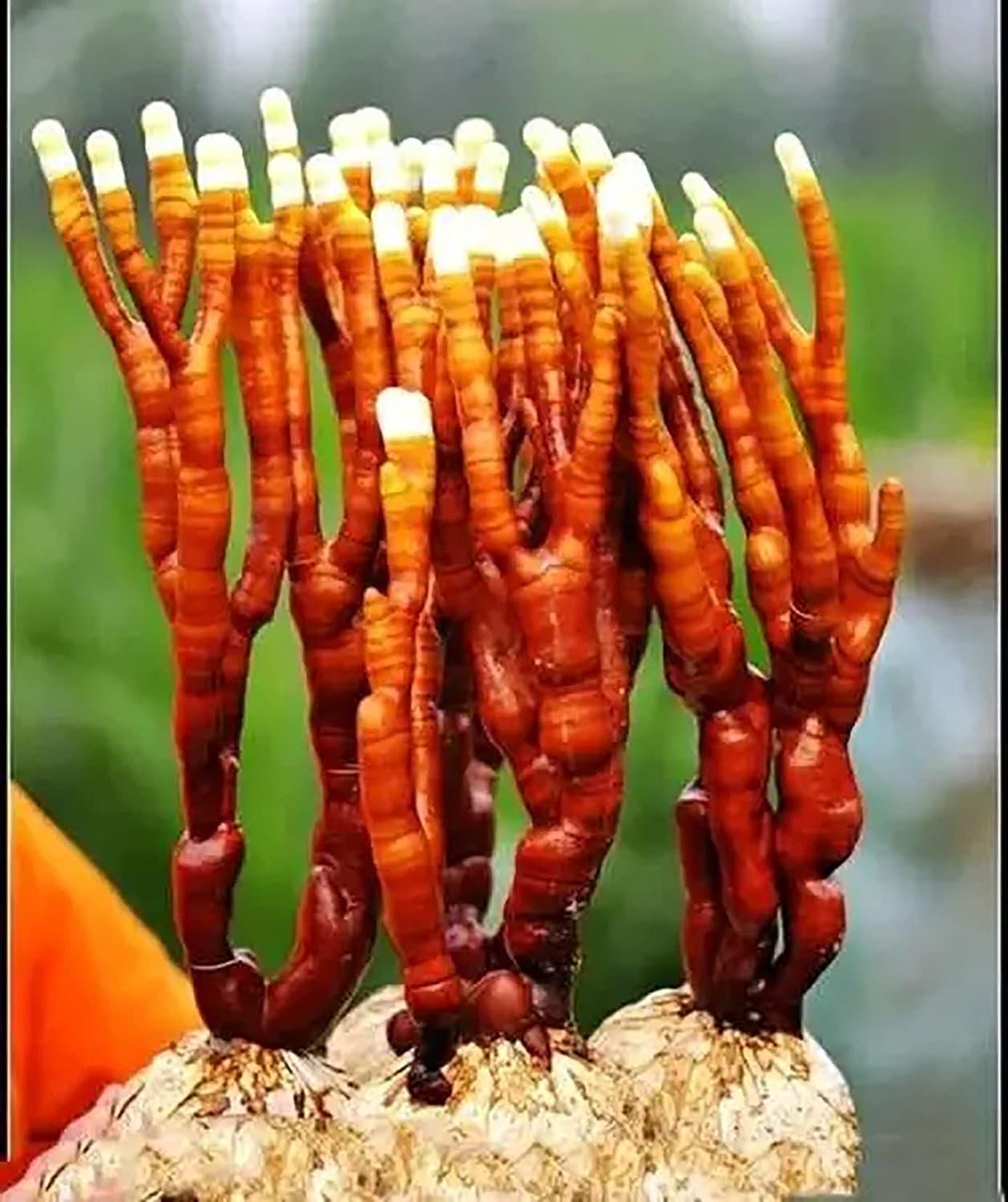 Organic reishi Mushroom Liquid Culture for Grain Spawn Inoculation- Grow mushrooms indoors
