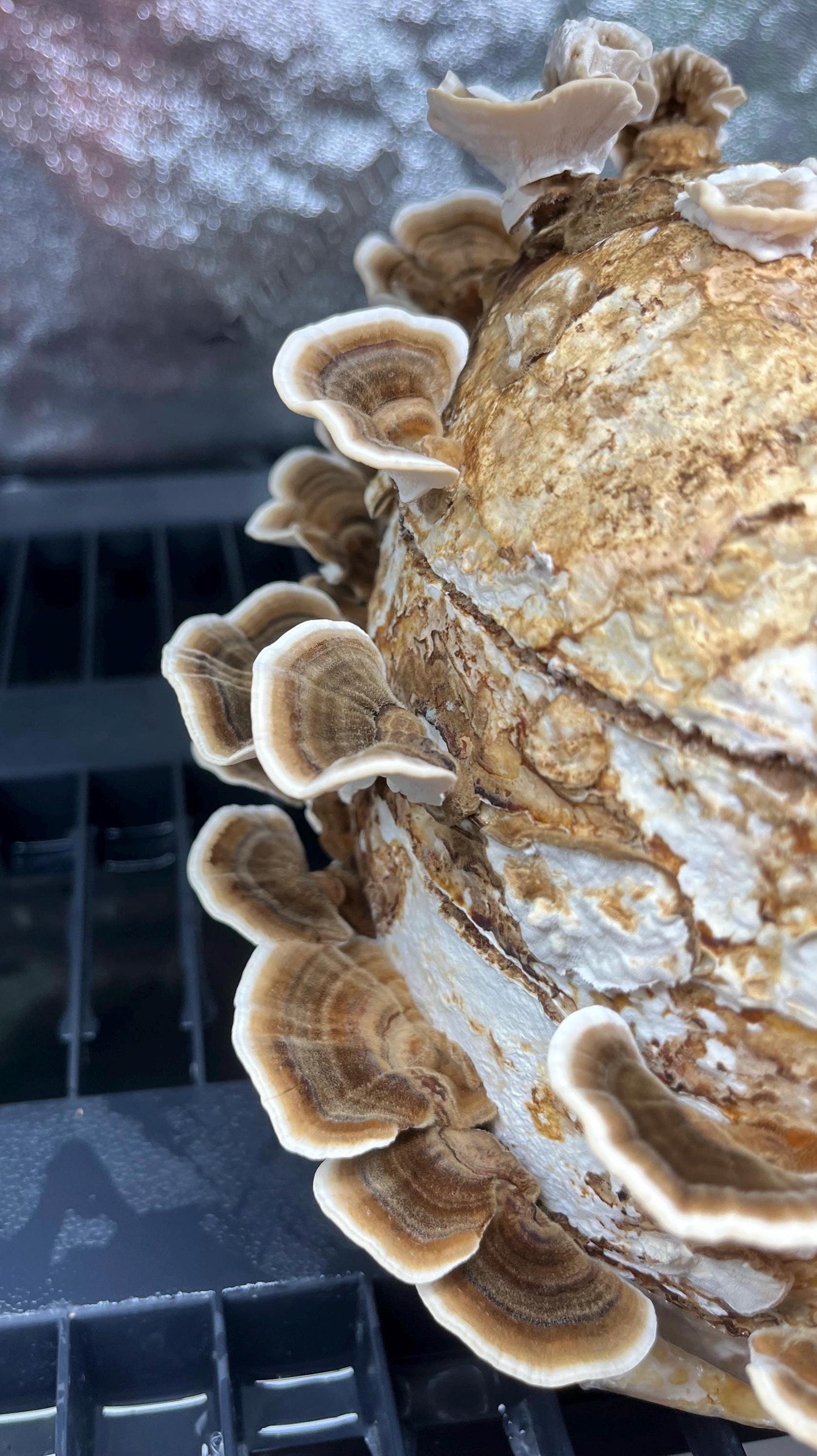 Organic Turkey Tail Mushroom Liquid Culture for Grain Spawn Inoculation- Grow mushrooms indoors