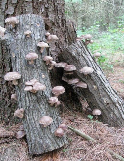 Organic Shiitake Mushroom Spawn - Ready to Grow Mushroom cultivation