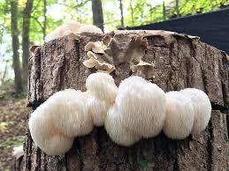 Lions mane Grain Spawn mushroom - Ready-to-Use for Mushroom Farming & Indoor Cultivation mushroom spawn