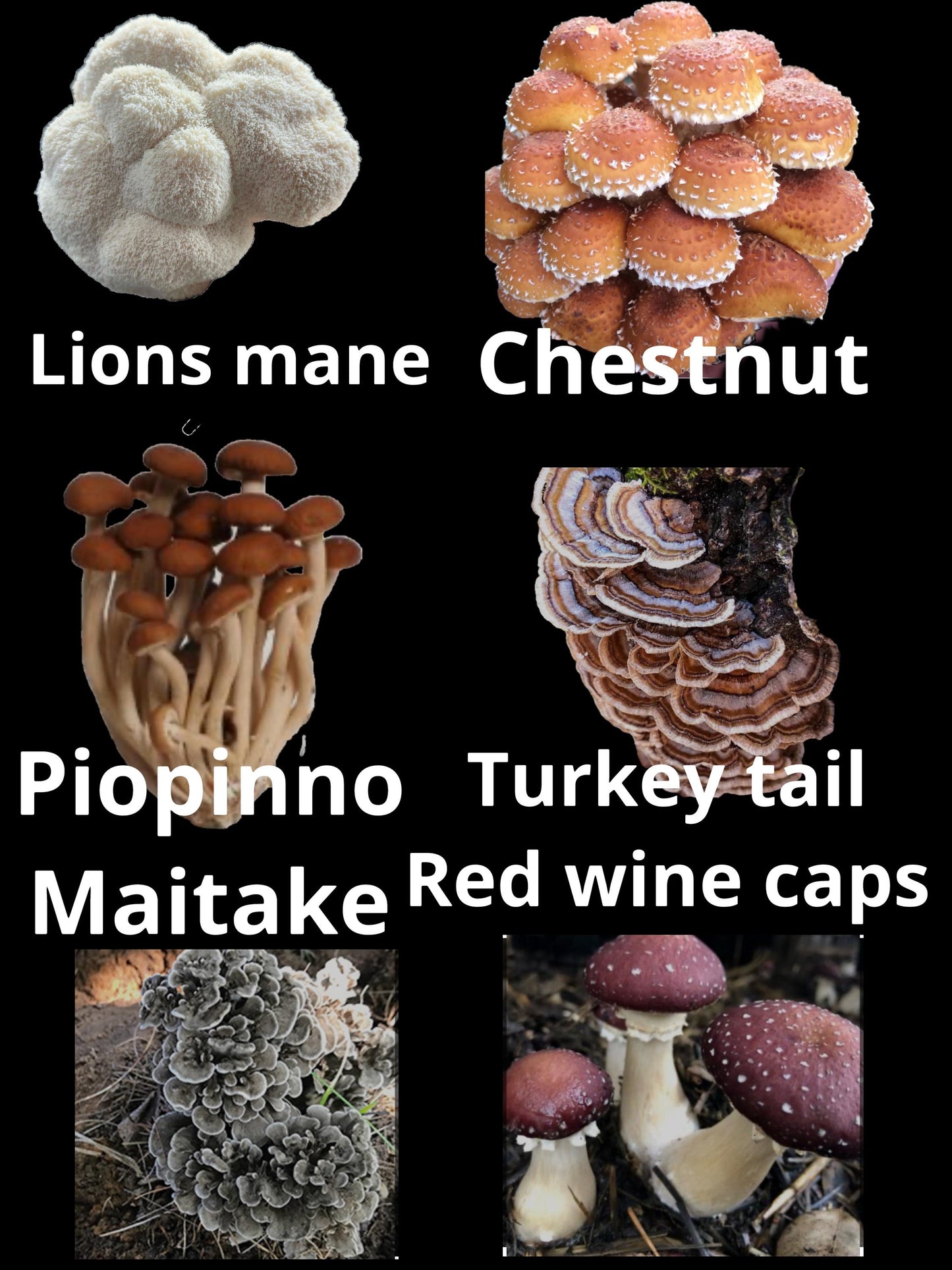 All-in-One Mushroom Growing Kit - Hardwood Substrate & mushroom Liquid Culture - mushroom cultivation - grow mushroom