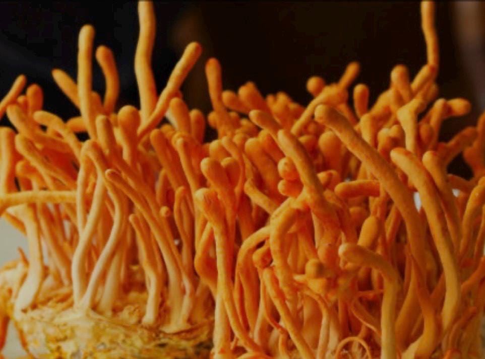Organic Cordyceps Mushroom Liquid Culture for Grain Spawn Inoculation- Grow mushrooms indoors