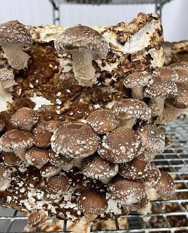 Premium Shiitake Mushroom Liquid Culture for Grain Spawn Inoculation- Grow mushrooms indoors