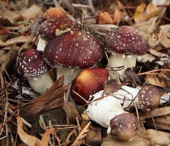 Organic Red wine caps Mushroom Liquid Culture for Grain Spawn Inoculation- Grow mushrooms indoors