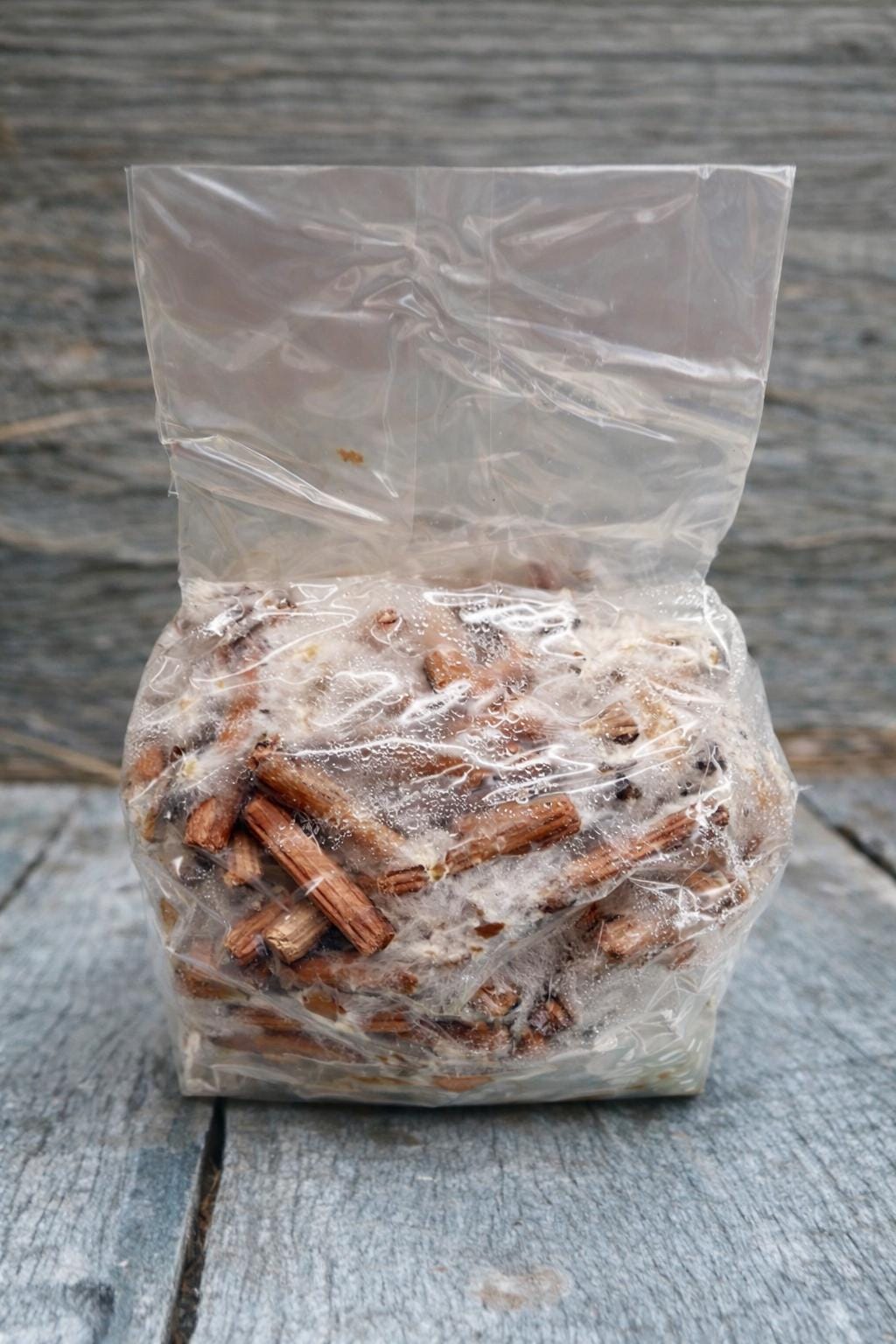 Turkey Tail Mushroom Wood Plugs – 100 Count Cultivation Kit