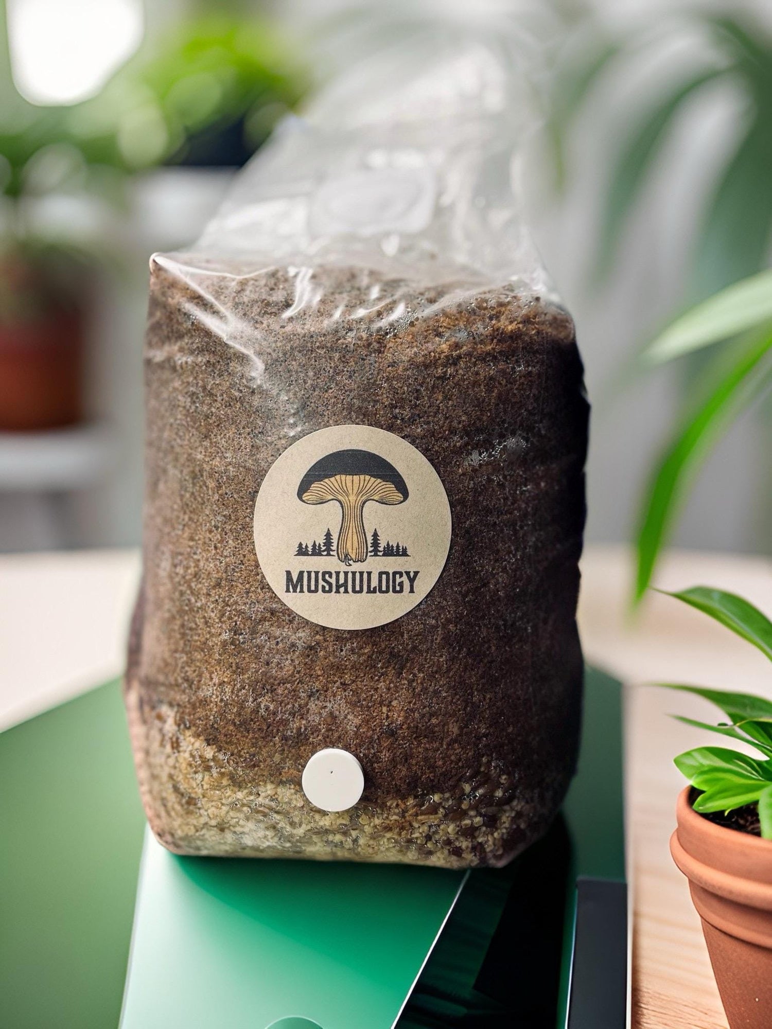 Mushroom growing kits