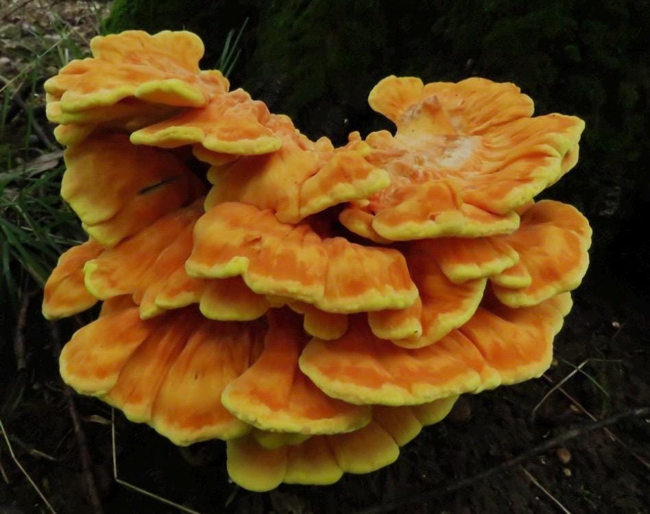 Log Inoculation Kit - 100 Chicken of the  Woods Plugs for Mushroom Cultivation . Chicken of the woods mushroom