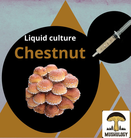 Organic Chestnut Mushroom Liquid Culture for Grain Spawn Inoculation- Grow mushrooms indoors