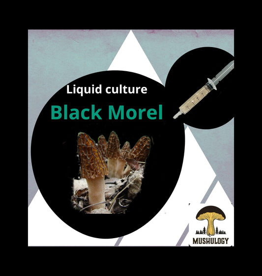 Black Morel Mushroom Liquid Culture for Grain Spawn Inoculation- Grow mushrooms indoors