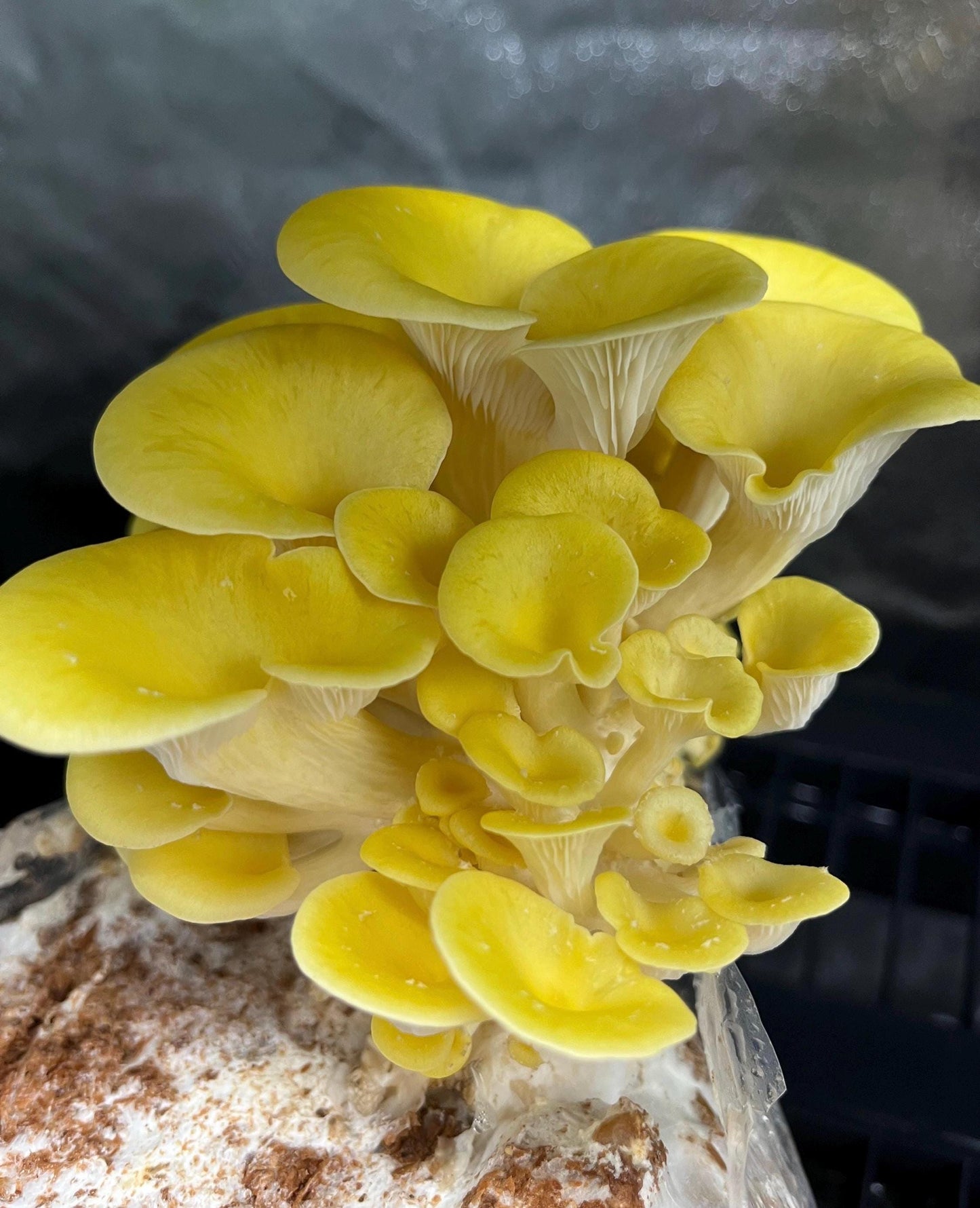 Organic Yellow Oyster Mushroom Liquid Culture for Grain Spawn Inoculation- Grow mushrooms indoors