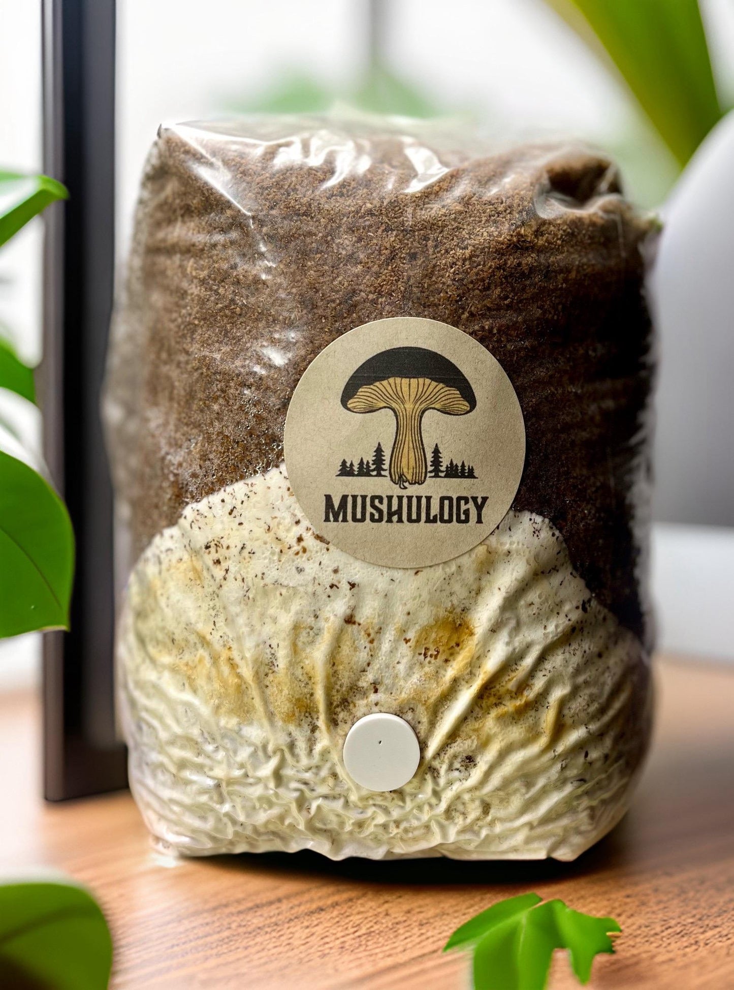 All-in-One Mushroom Growing Kit - Hardwood Substrate & mushroom Liquid Culture - mushroom cultivation - grow mushroom