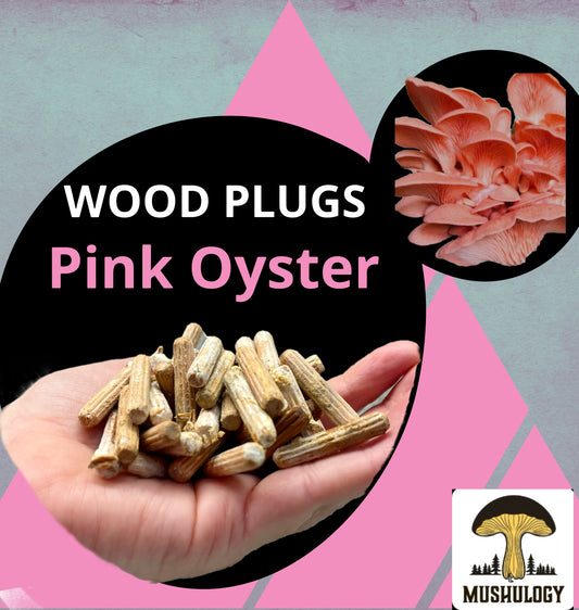 Pink Oyster Wood Plugs - Mushroom Cultivation Supplies (100 Units)