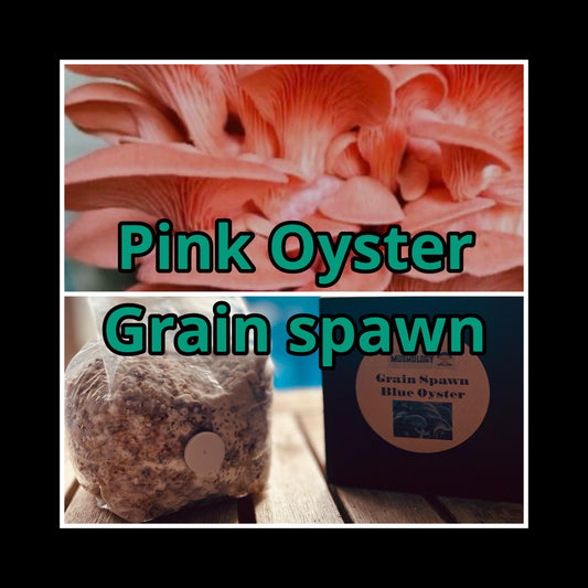 Premium Pink Oyster Mushroom Grain Spawn  for Growing Mushrooms at home