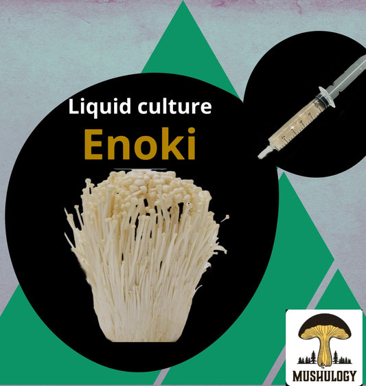 Premium Enoki Mushroom Liquid Culture for Grain Spawn Inoculation- Grow mushrooms indoors