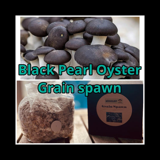 Premium Black Oyster Mushroom Grain Spawn  for Growing Mushrooms at home