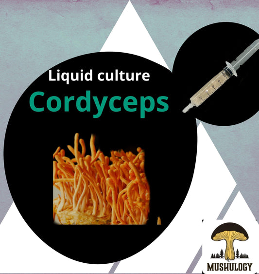 Organic Cordyceps Mushroom Liquid Culture for Grain Spawn Inoculation- Grow mushrooms indoors