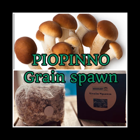 Piopinno Grain Spawn mushroom - Ready-to-Use for Mushroom Farming & Indoor Cultivation mushroom spawn