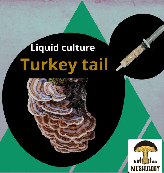 Organic Turkey Tail Mushroom Liquid Culture for Grain Spawn Inoculation- Grow mushrooms indoors