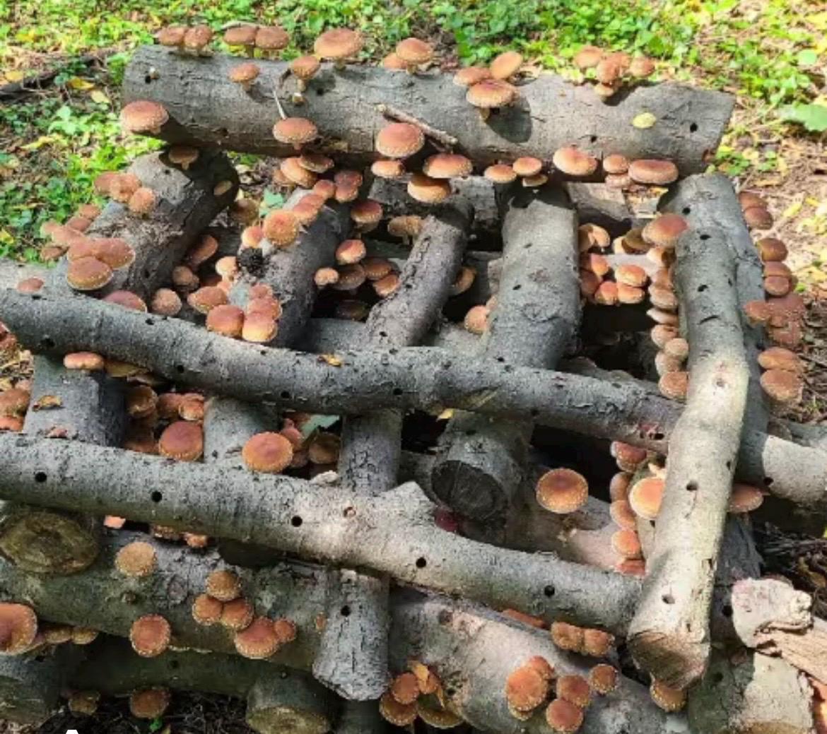 Log Inoculation Kit - 100 Shiitake Wood Plugs for Mushroom Cultivation . Shiitake mushroom