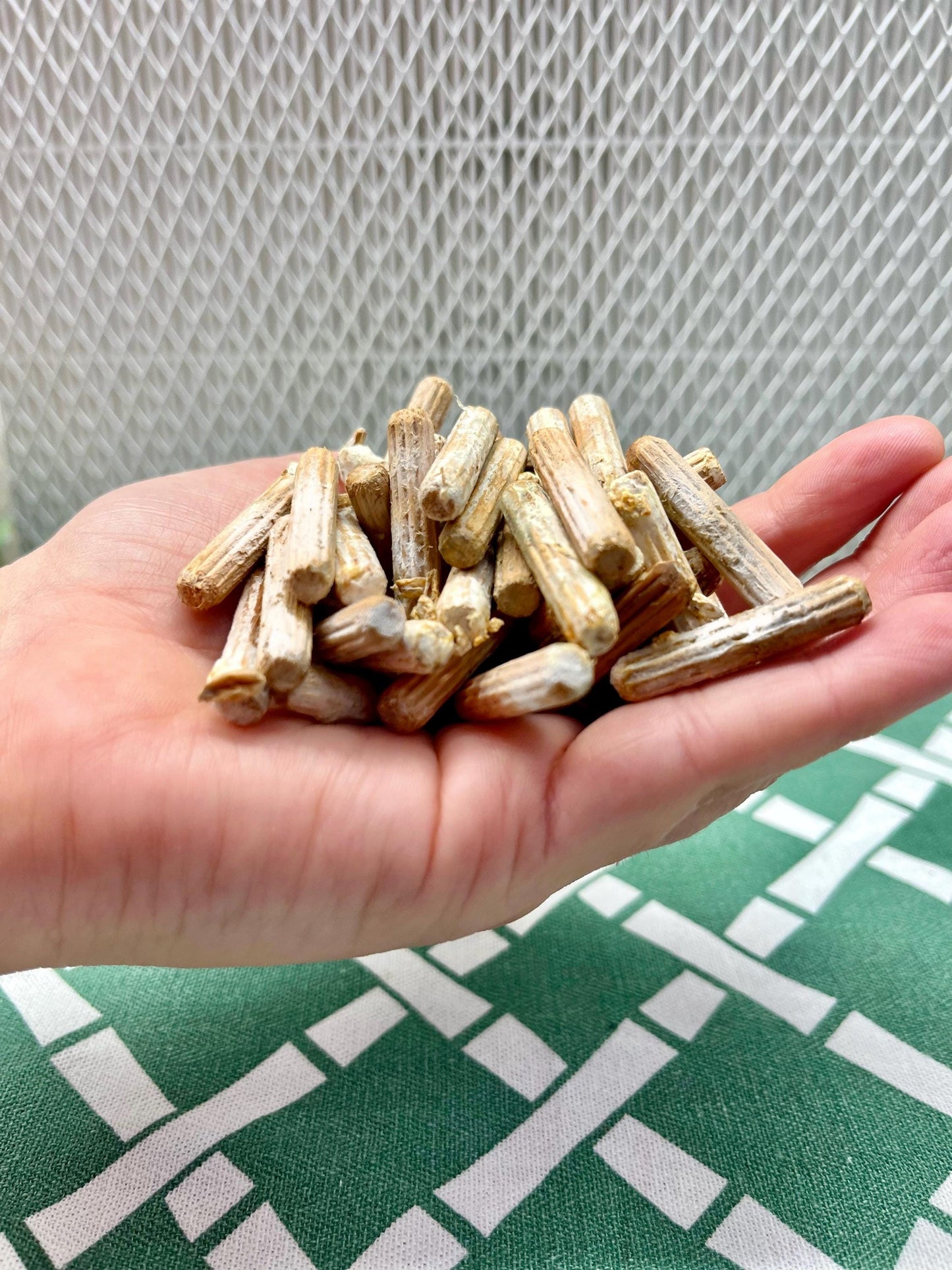 Log Inoculation Kit - 100 Shiitake Wood Plugs for Mushroom Cultivation . Shiitake mushroom