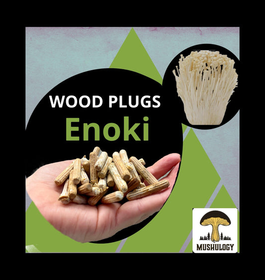 Enoki Wood Plugs - Mushroom Cultivation Supplies (100 Units)
