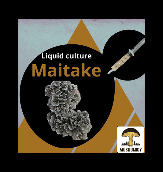 Premium Maitake Mushroom Liquid Culture for Grain Spawn Inoculation- Grow mushrooms indoors