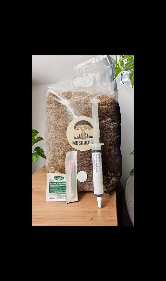 All-in-One Mushroom Growing Kit - Hardwood Substrate & mushroom Liquid Culture - mushroom cultivation - grow mushroom