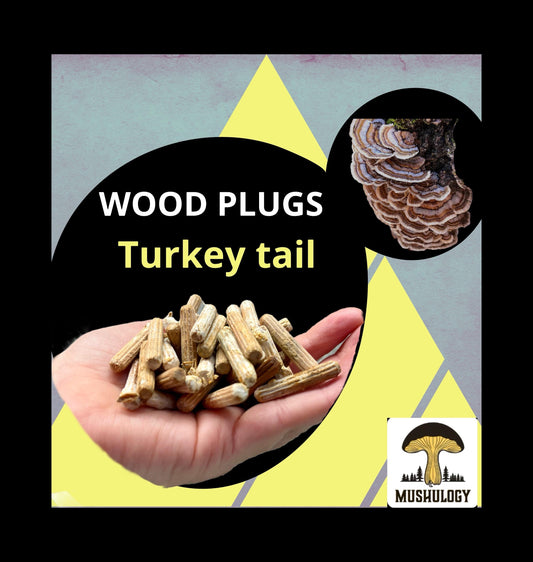Log Inoculation Kit - 100 Turkey tail Wood Plugs for Mushroom Cultivation . Turkey tail mushroom