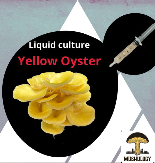 Organic Yellow Oyster Mushroom Liquid Culture for Grain Spawn Inoculation- Grow mushrooms indoors