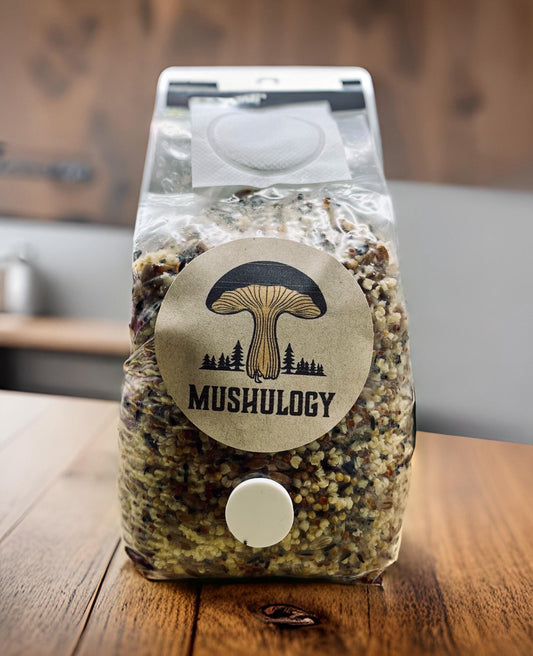 Premium Sterilized mushroom Grain Spawn for Mushroom Cultivation. DYI mushroom grow