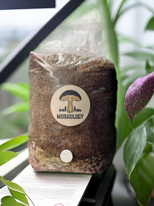 Organic Mushroom Grow Bag Kit - Hardwood Loving Species - Complete Home Mushroom Growing Kit