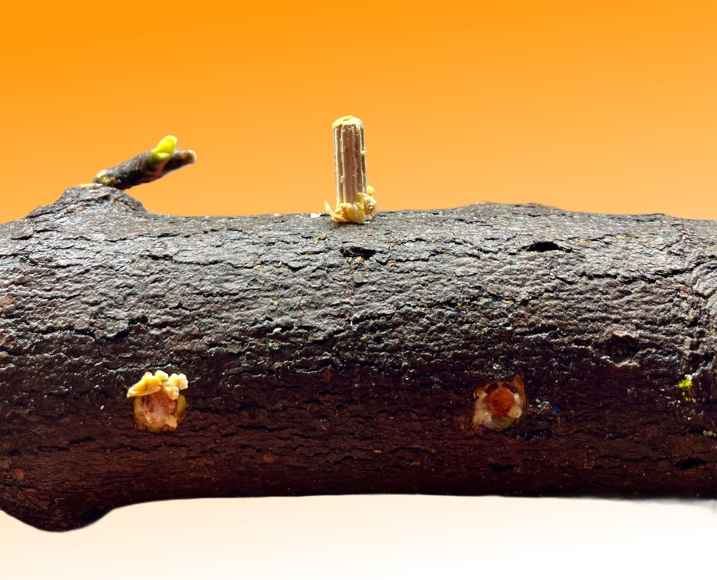 Log Inoculation Kit - 100 Shiitake Wood Plugs for Mushroom Cultivation . Shiitake mushroom